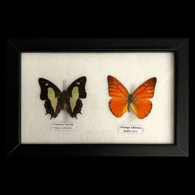 Präparierter Schmetterling, 2 Schmetterlinge, sortiert, unter Glas montiert, 17.5x14cm