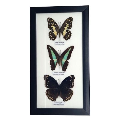 Präparierter Schmetterling, 3 Schmetterlinge, sortiert, unter Glas montiert, 14x25cm