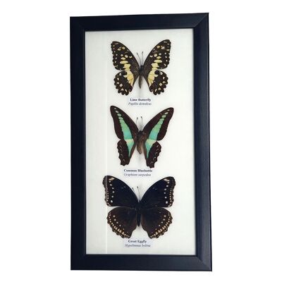 Mariposa Taxidermia, 3 Mariposas, Surtidas, Montadas Bajo Vidrio, 14x25cm