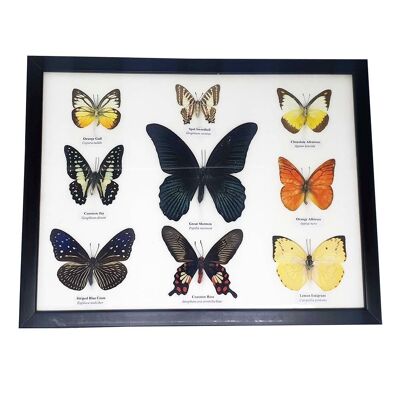 Papillon Taxidermie, 9 Papillons, Assortis, Montés Sous Verre, 33x25.5Cm