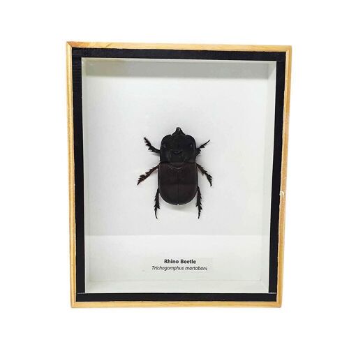 Taxidermy Rhino Beetle, Mounted Under Glass, 13x15.5cm
