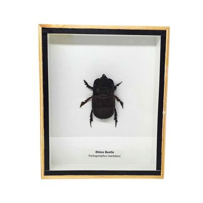 Escarabajo rinoceronte taxidermia, montado bajo vidrio, 13x15.5cm