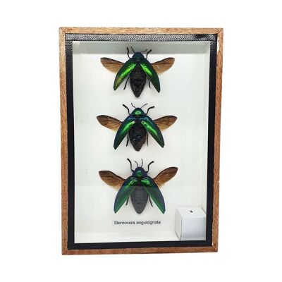 Taxidermie Green Jewel Beetle avec aile, lot de 3, monté sous verre, 12.5 x 17.5Cm
