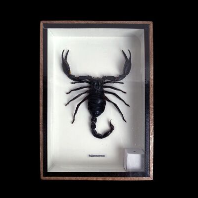 Präparierter Skorpion, unter Glas montiert, 15x20cm