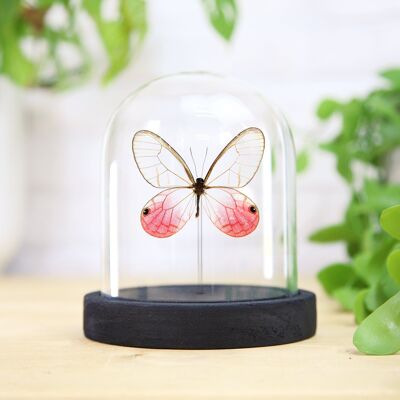 Blushing Phantom Moth Butterfly Insect Bug Entomology Taxidermy Bell Jar Interior Design Home Decor Cloche Modern Display Gift Ornament