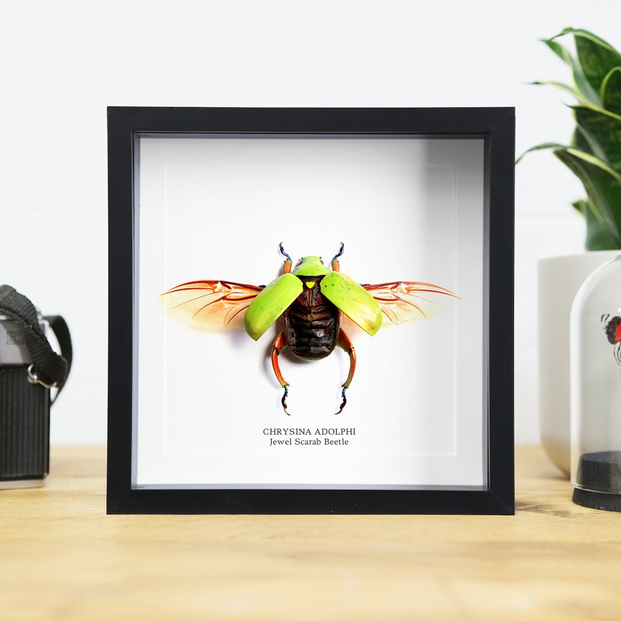 Juwel Skarabäus Käfer Insekt Käfer Entomologie Taxidermie Box Rahmen Innenarchitektur Modernes Display Wohndekor Wandbehang Geschenk Ornament