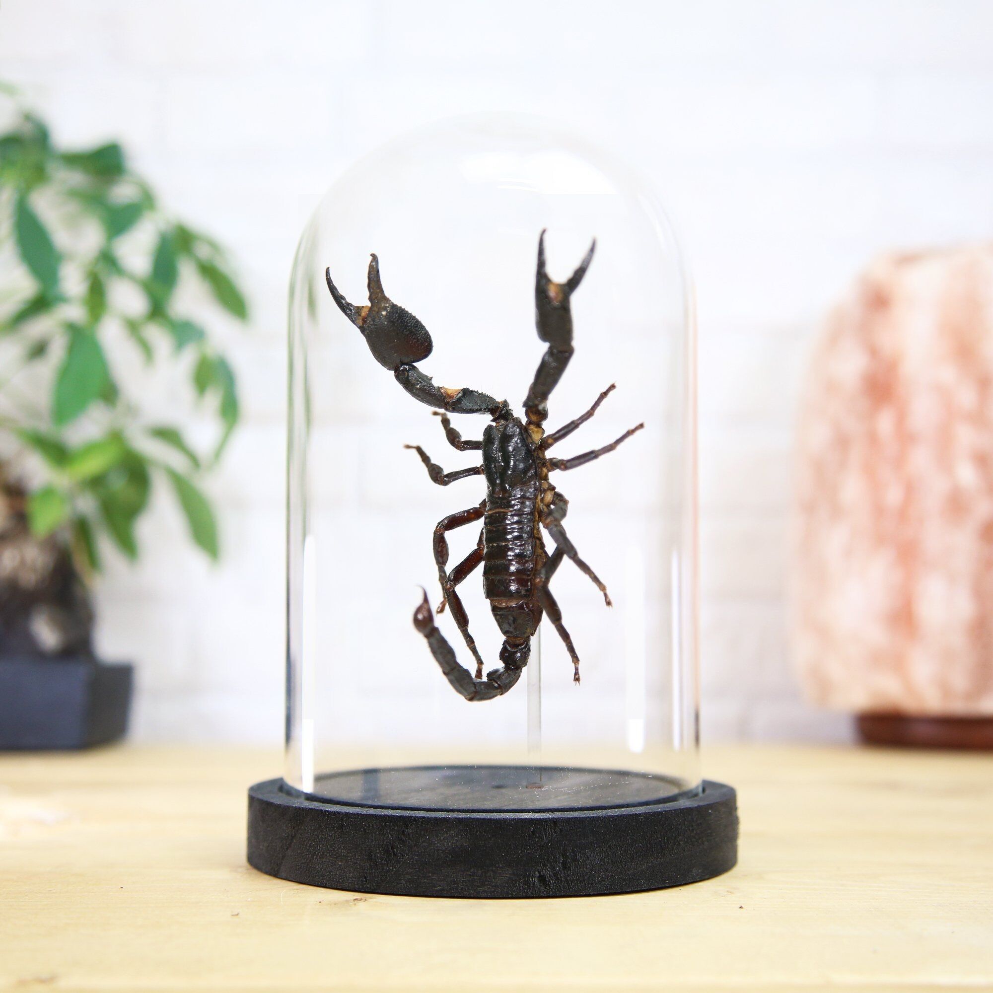 Riesiger Waldskorpion Insekt Käfer Entomologie Taxidermie Glasglocke Innenarchitektur Wohndekor Modernes Display Cloche Geschenk Ornament