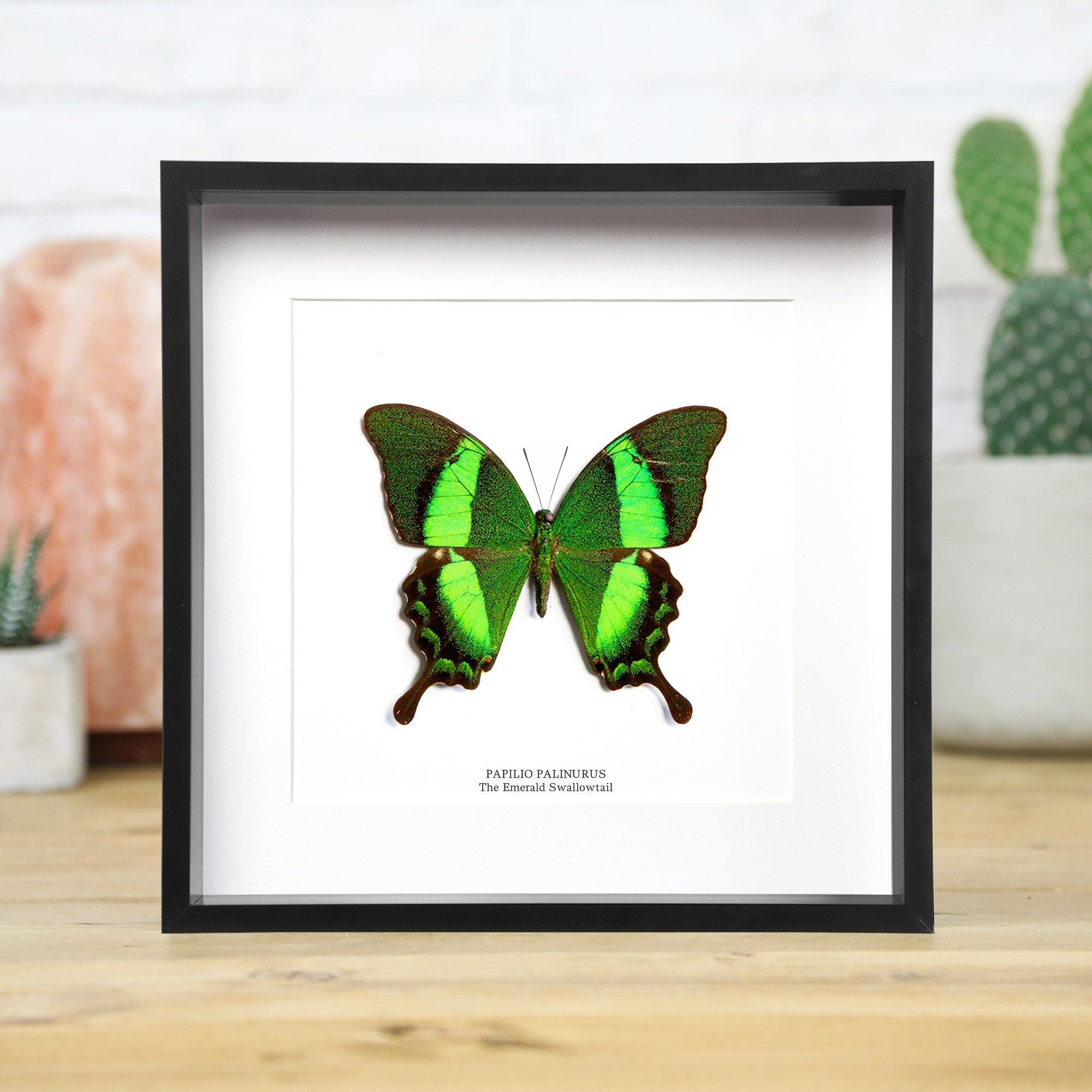 Emerald Swallowtail Insect Bug Moth Butterfly Entomology Taxidermy Box Frame Interior Design Modern Display Home Decor Wall Hanging Gift Ornament