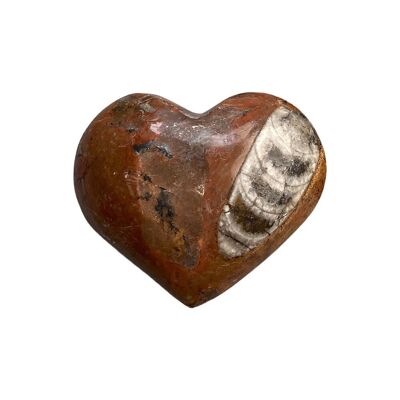 Coeur d'Orthoceras, 5 cm