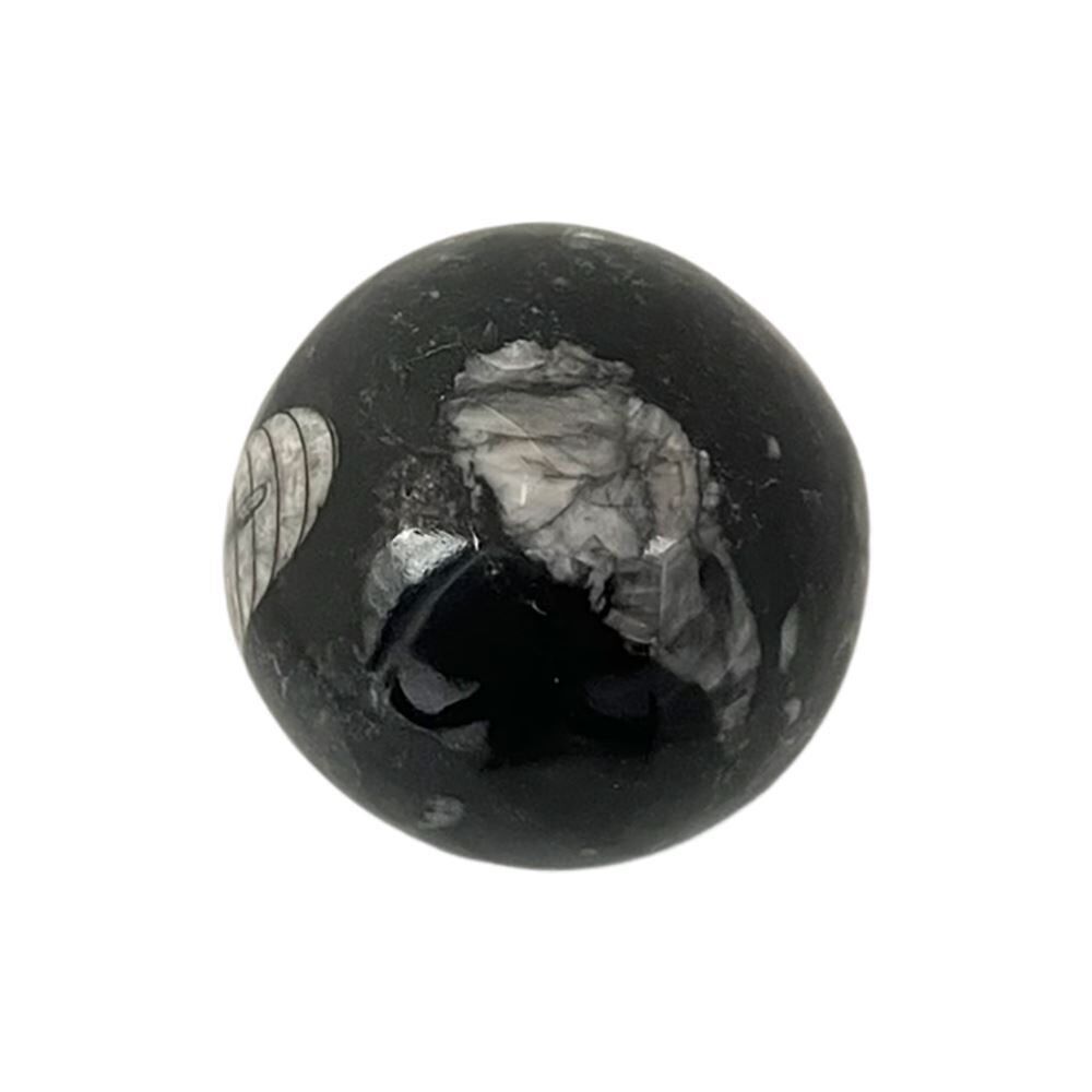 Sfera Orthoceras, 3-4 cm