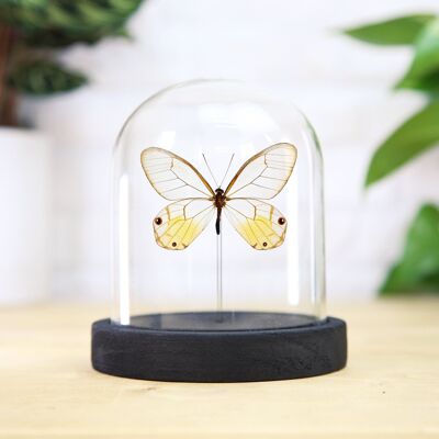 Ambre Fantôme Insecte Papillon Papillon Entomologie Taxidermie Cloche Bocal Design Intérieur Décoration Maison Cloche Moderne Affichage Cadeau Ornement