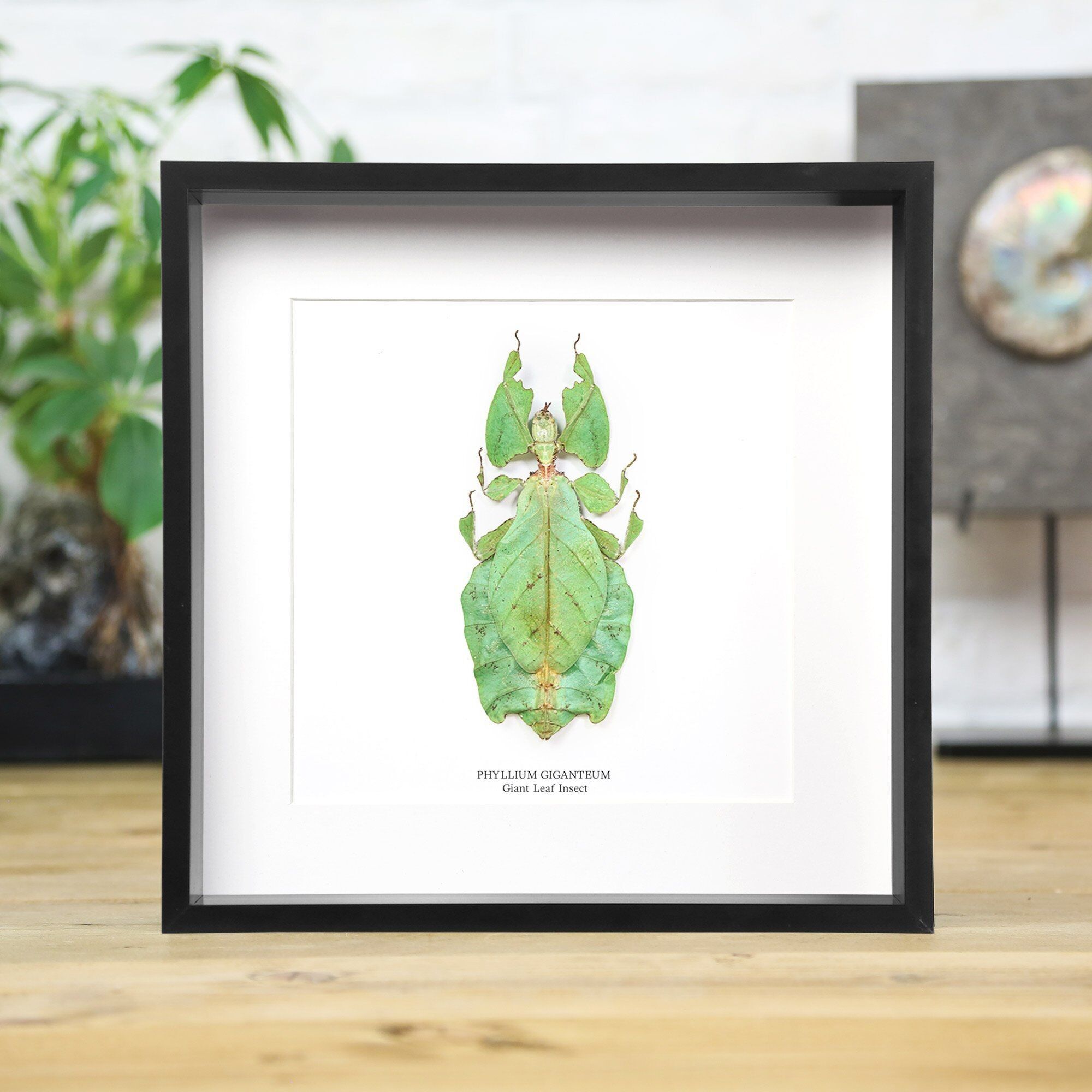 Riesiges Blatt Insekt Käfer Entomologie Taxidermie Box Rahmen Innenarchitektur Modernes Display Wohndekor Wandbehang Geschenk Ornament