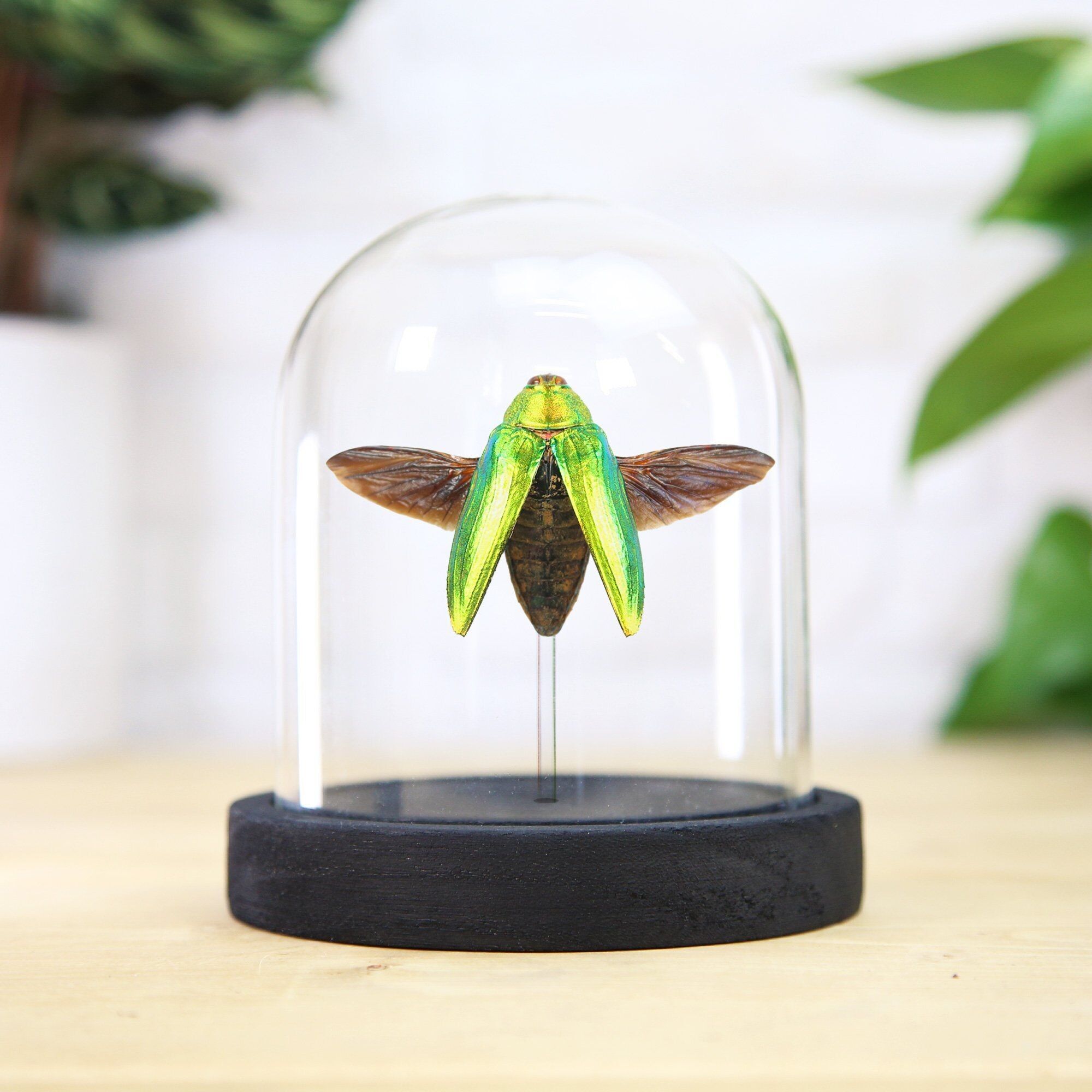 Grüner Castelnaudi Juwelenkäfer Insekt Käfer Entomologie Taxidermie Glasglocke Innenarchitektur Wohndekor Modernes Display Cloche Geschenk Ornament