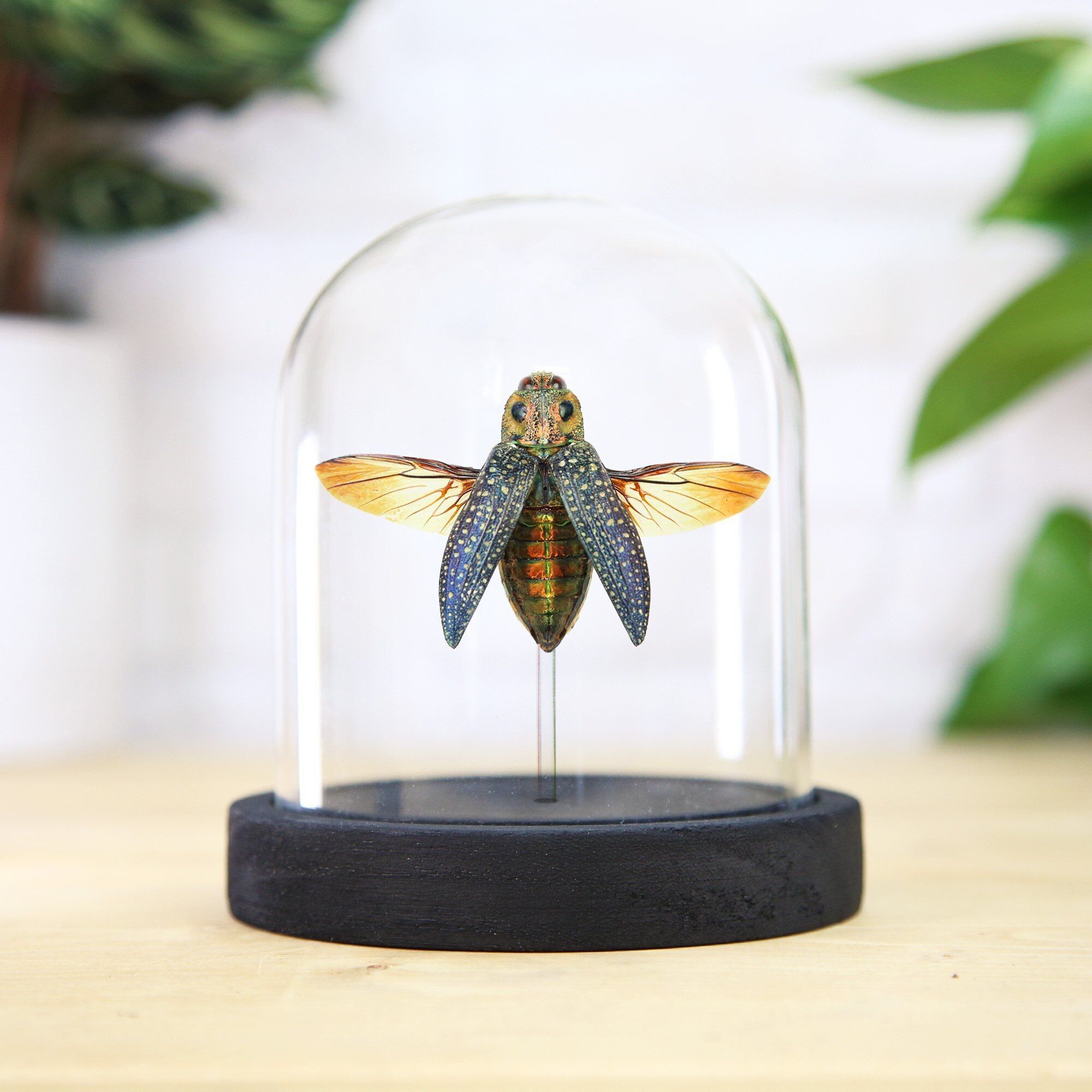 Falscher Augen Juwel Käfer Insekt Käfer Entomologie Taxidermie Glocke Glas Innenarchitektur Home Decor moderne Display Cloche Geschenk Ornament