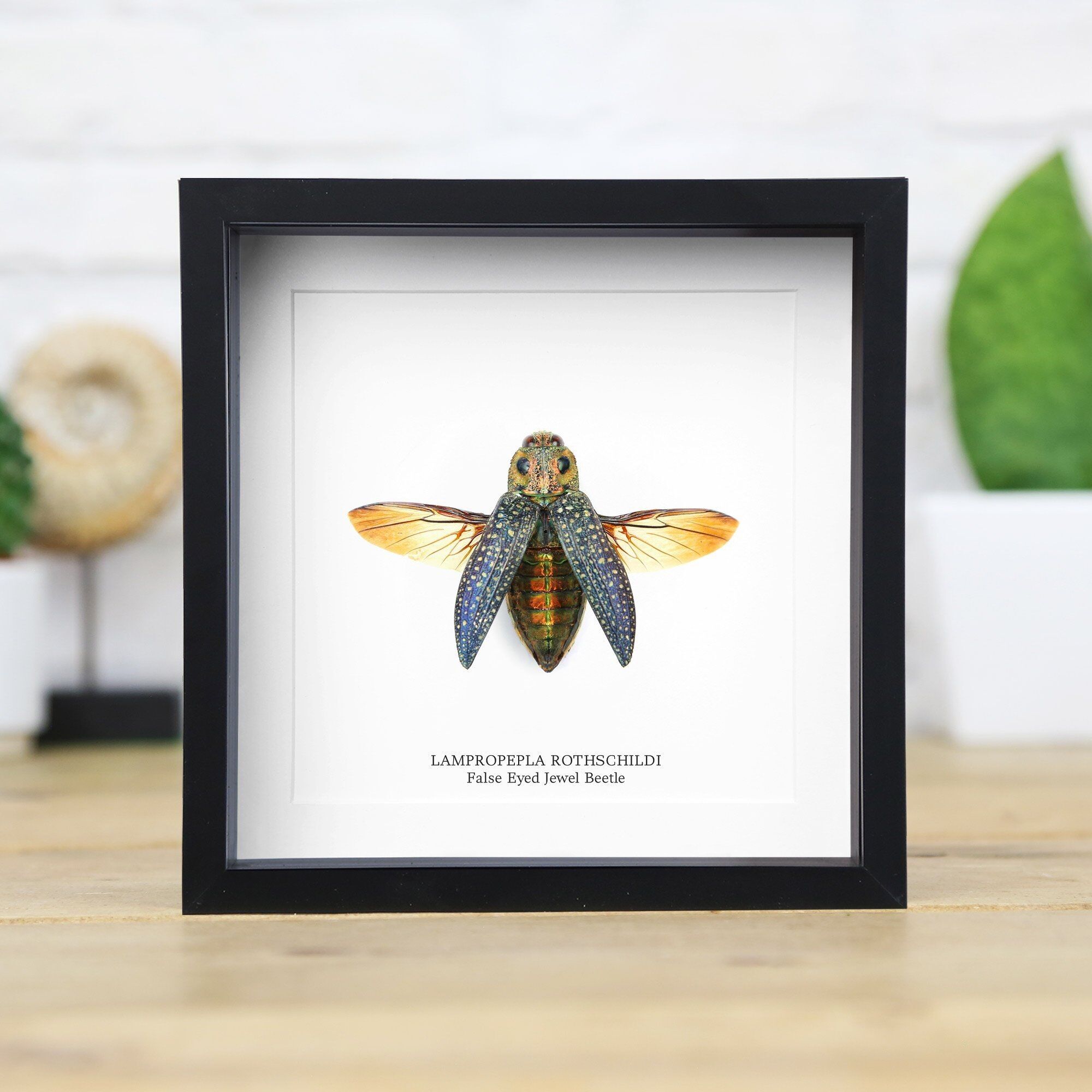 Falscher Augen Juwelenkäfer Insekt Käfer Entomologie Taxidermie Box Rahmen Innenarchitektur Modernes Display Wohndekor Wandbehang Geschenk Ornament