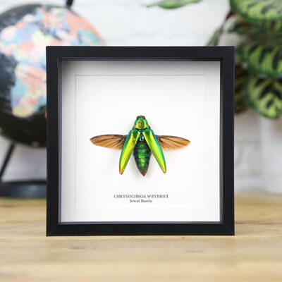 Weyersii Jewel Beetle Insetto Cimice Entomologia Tassidermia Scatola Cornice Design d'interni Esposizione moderna Decorazione per la casa Decorazione da parete Regalo Ornamento