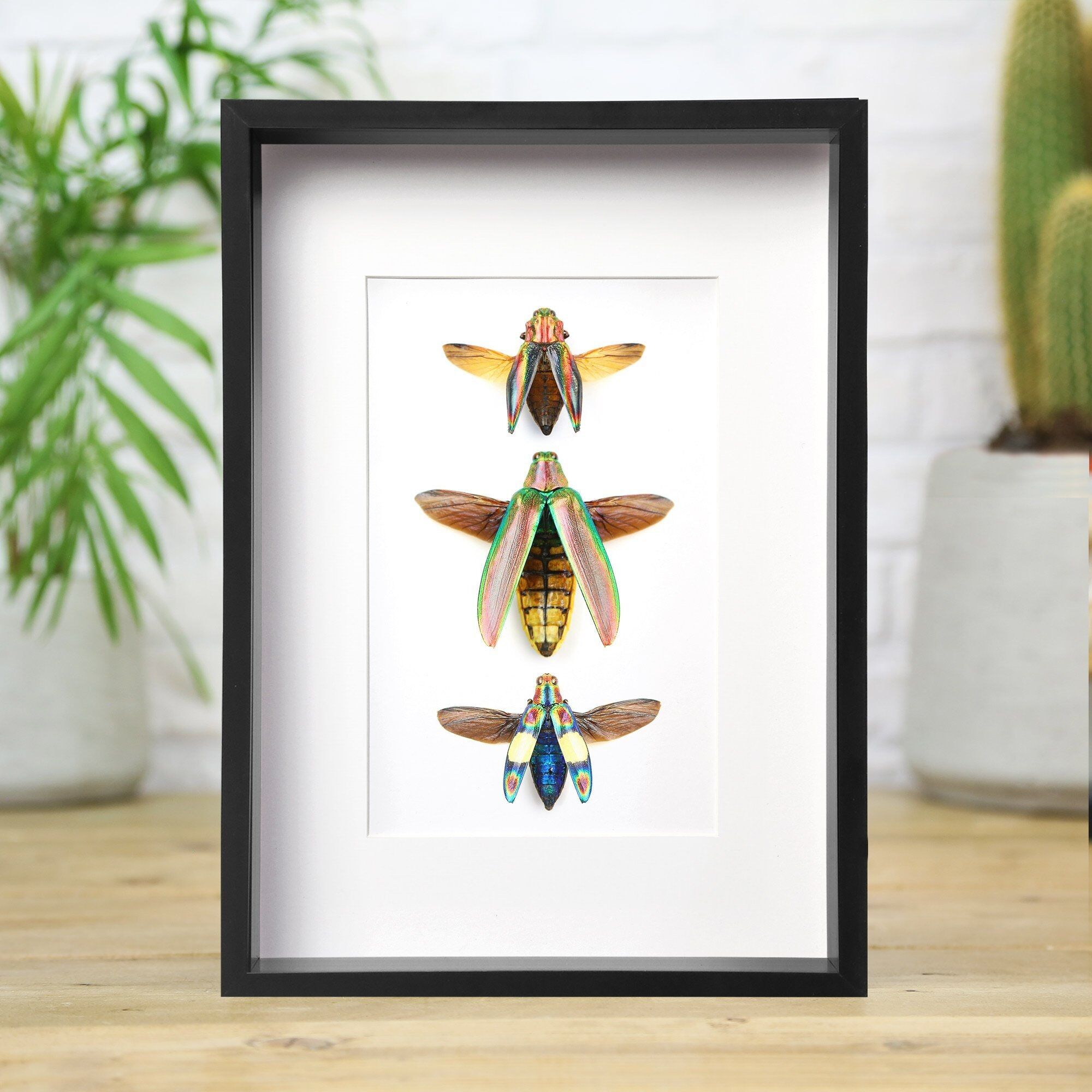 Regenbogen Juwel Käfer Sammlung Insekt Käfer Entomologie Taxidermie Box Rahmen Innenarchitektur moderne Display Home Decor Wandbehang Geschenk Ornament
