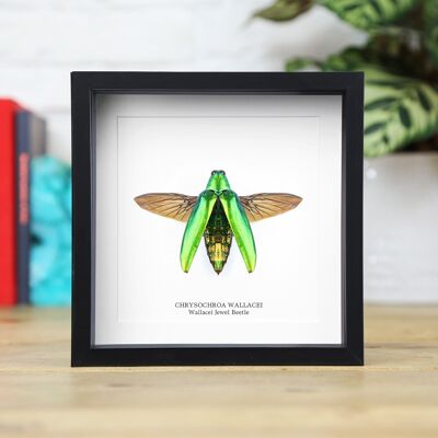 Wallacei Jewel Beetle Insetto Cimice Entomologia Tassidermia Scatola Cornice Design d'interni Esposizione moderna Decorazione per la casa Decorazione da parete Regalo Ornamento