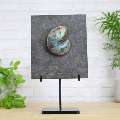 Iridescent Ammonite In Matrix Real Authentic Dinosaur Fossil Natural History Museum Quality Bespoke Steel Stand Interior Design Home Decor