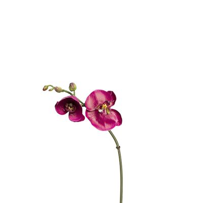 Stelo di orchidea Phalaenopsis Budy