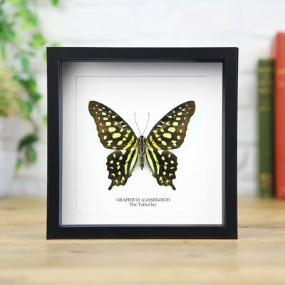 Cola Jay mariposa caja marco / entomología taxidermia insectos insecto polilla mariposa diseño interior moderno hogar decoración pared colgante regalo