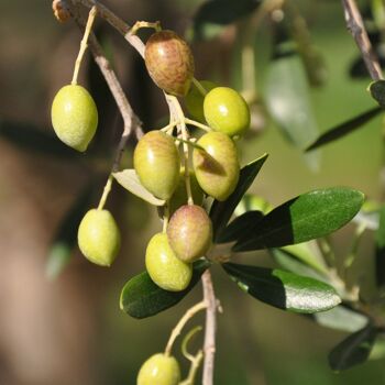 Barre énergétique Baouw Sarrasin-Cajou-Olive de Kalamata 3