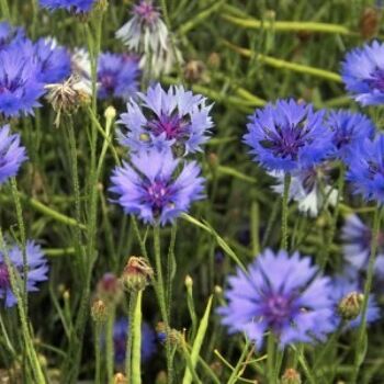 Earl grey fleurs bleues 100g 2