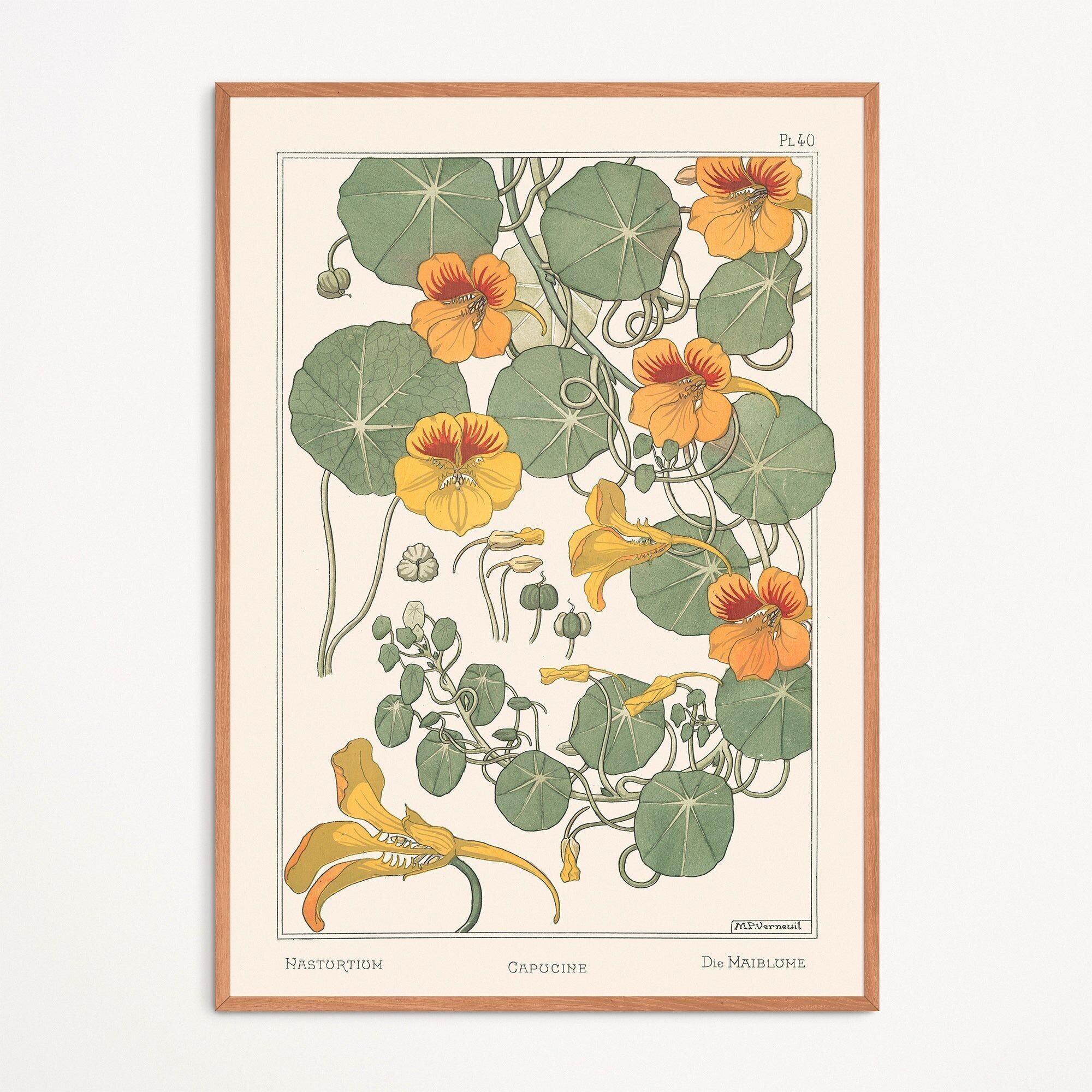 Poster: Kapuzinerkresse