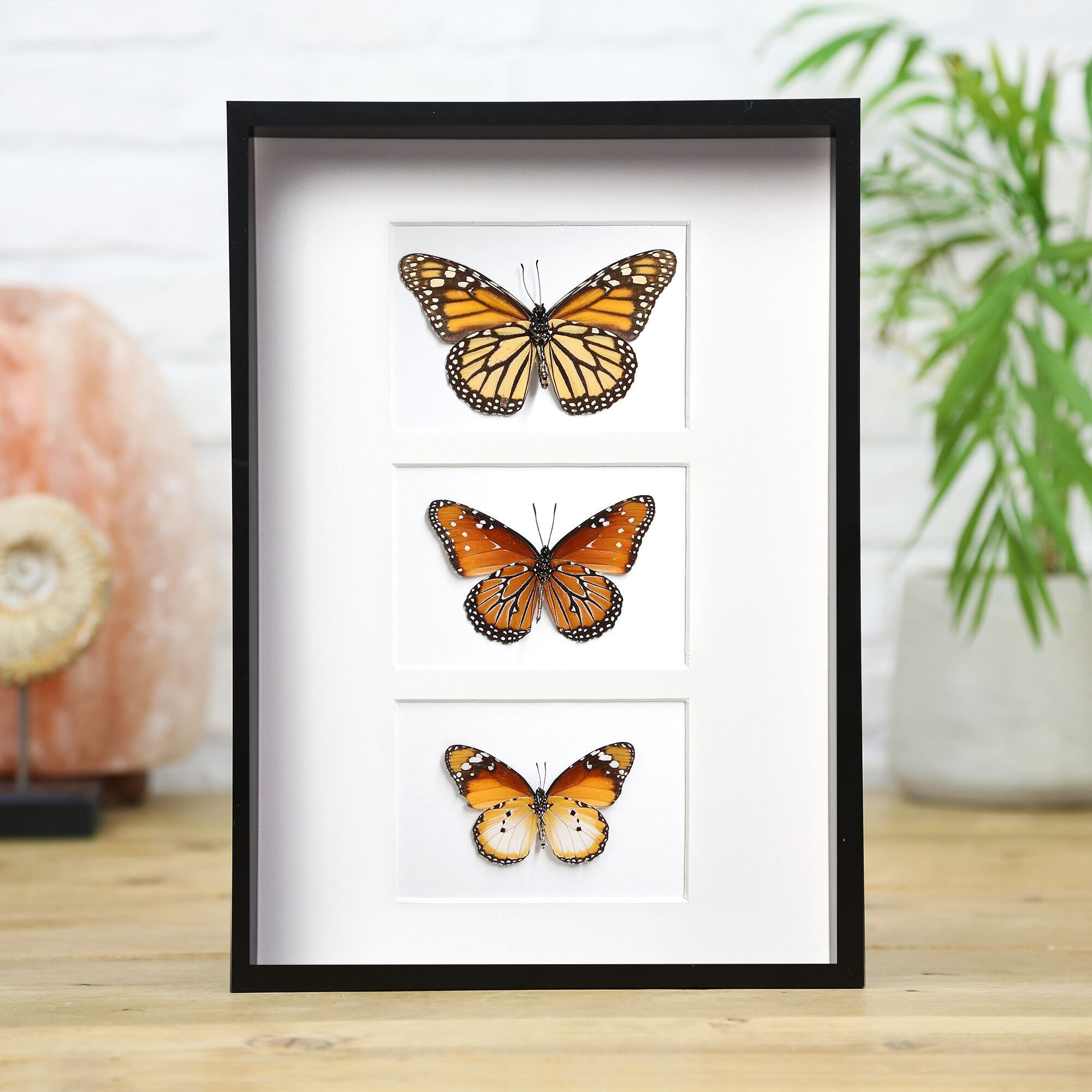 Myriad Monarch Trio Schmetterling Box Rahmen / Entomologie Taxidermie Insekten Käfer Motte Innenarchitektur Home Decor Wandbehang Geschenk Ornament