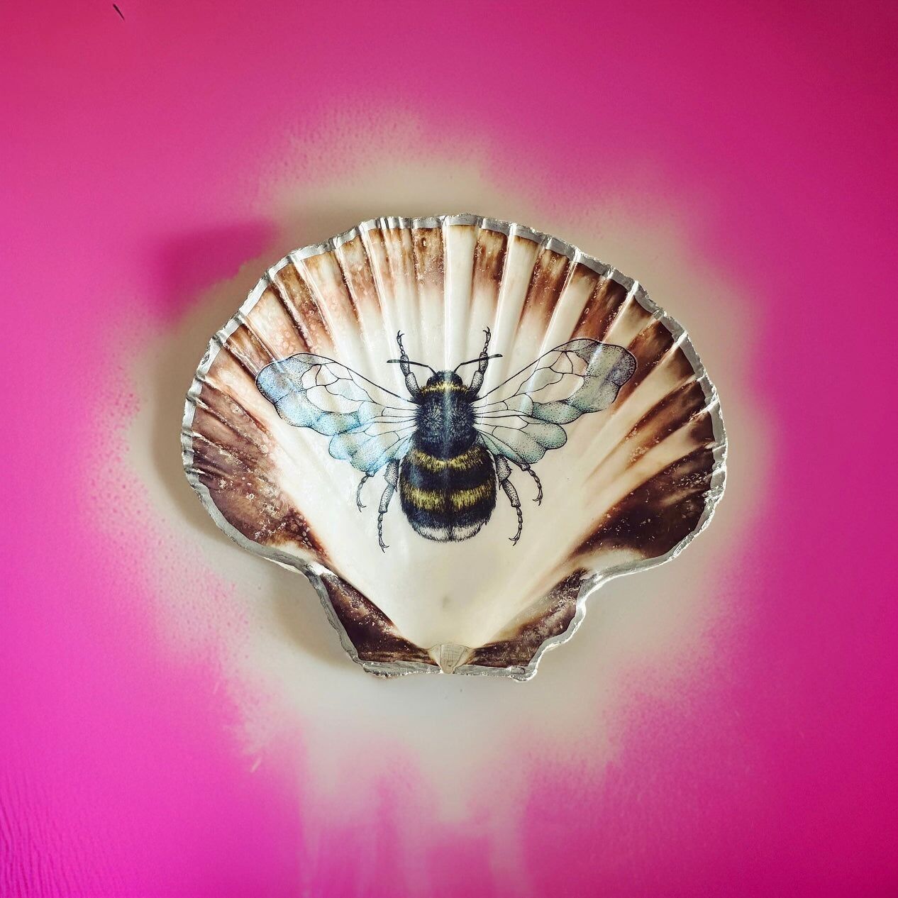 Guscio di cozza "Ape", 2 misure