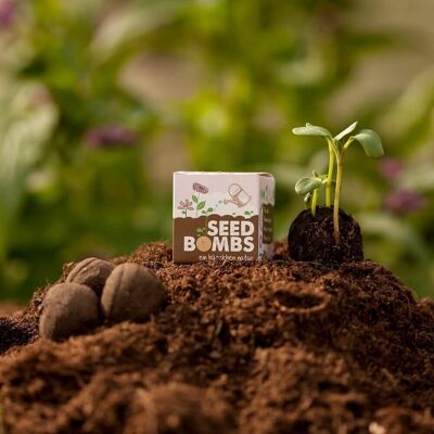 Bomba di semi - fiori di campo (cubo)