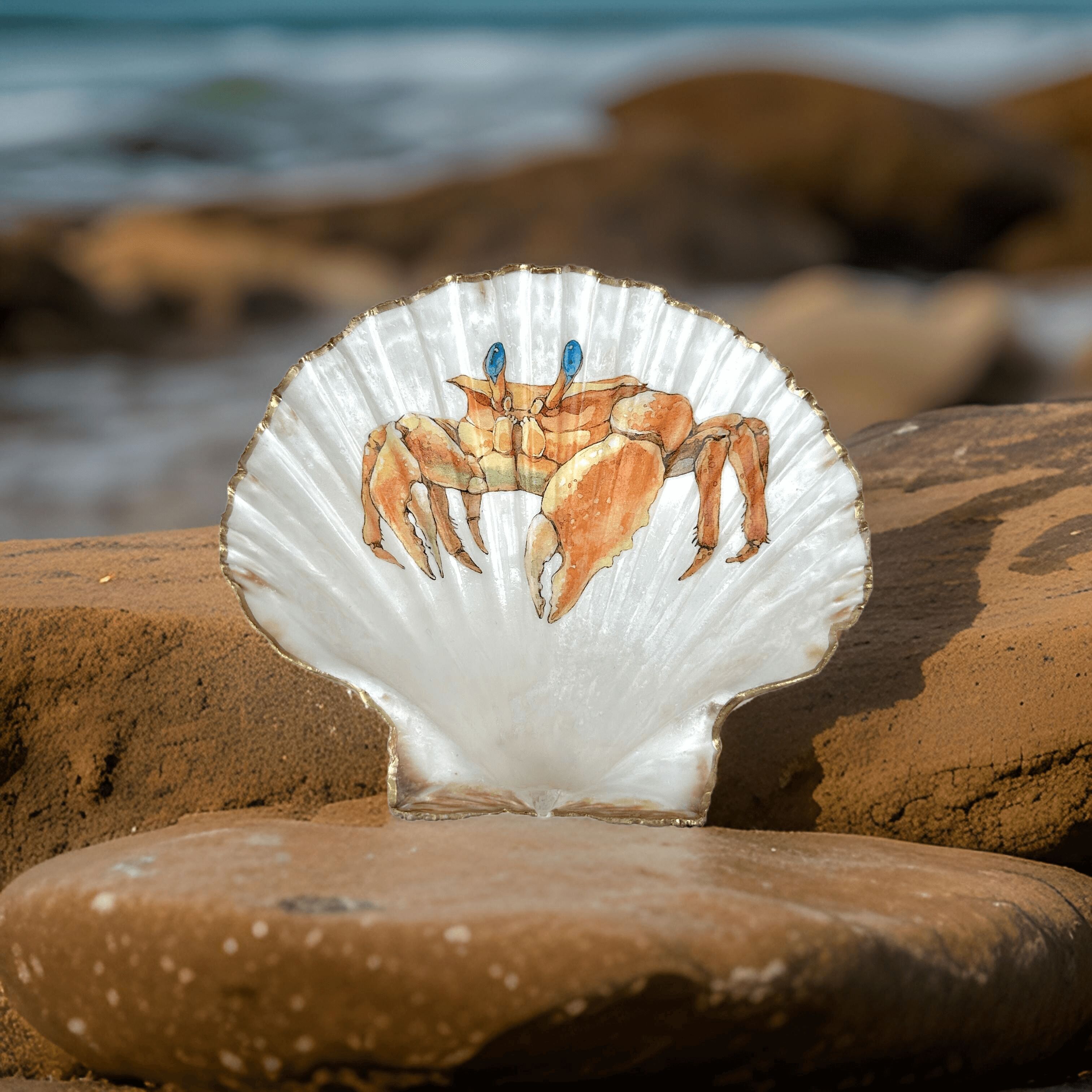 Conchiglia "Crab Orange", 2 misure e varianti di bordi