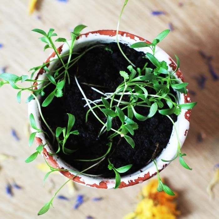 Bougie à faire fleurir - Madeleine de Proust