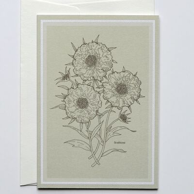 Greeting card Scabiosa, with envelope