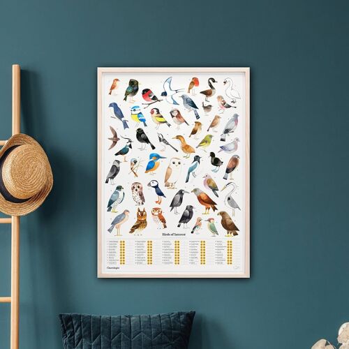 Illustrated Scratch Off Poster - Chartologist - Birds