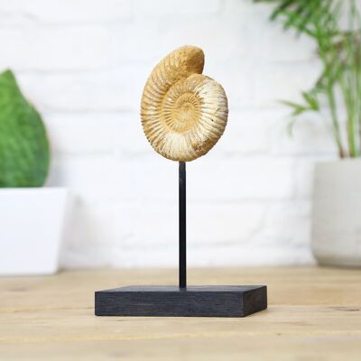 Support en chêne massif sur mesure en pierre calcaire ammonite véritable fossile de dinosaure authentique histoire naturelle design d'intérieur décoration d'intérieur affichage cadeau ornement