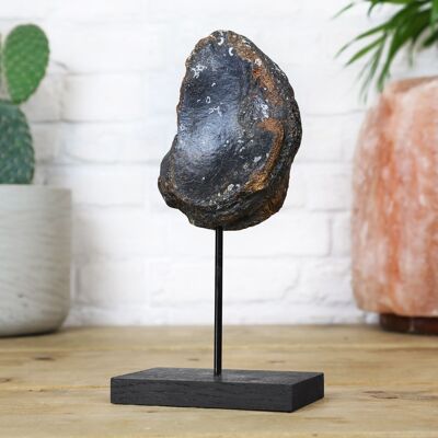 Mammoth Toe Bone Bespoke Solid Oak Stand Real Authentic Dinosaur Fossil Museum Quality Home Decor Interior Design Display Gift Ornament
