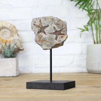 Petraster Starfish Bespoke Solid Oak Stand Real Authentic Dinosaur Fossil Natural History Interior Design Home Decor Display Gift Ornament