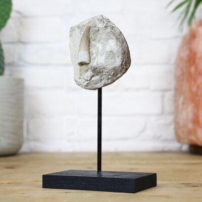 Plesiosaur Tooth In Matrix Bespoke Solid Oak Stand Real Authentic Dinosaur Fossil Natural History Interior Design Home Decor Display Gift Ornament