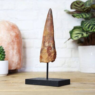 Dent de Spinosaurus XL Support en chêne massif sur mesure Véritable fossile de dinosaure jurassique authentique Histoire naturelle Design d'intérieur Décoration d'intérieur Affichage Cadeau Ornement