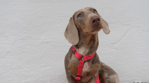 BLAZE - Adjustable H Harness for Dogs and Cats