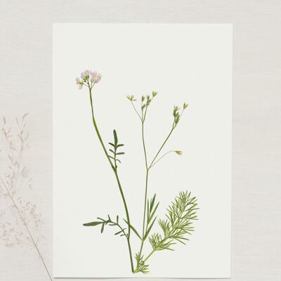 Herbier bouquet "Plantes de saison" • format A5 • à encadrer