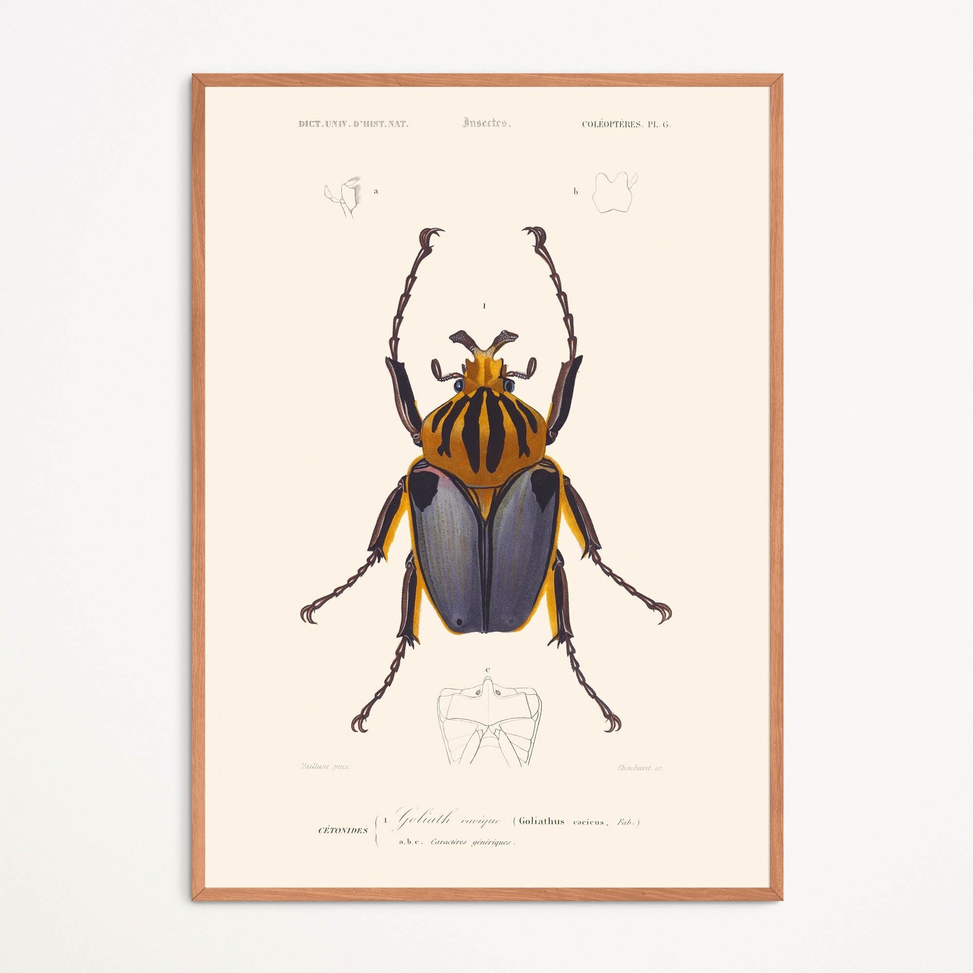 Poster: Scarabeo - Goliathus Cacicus