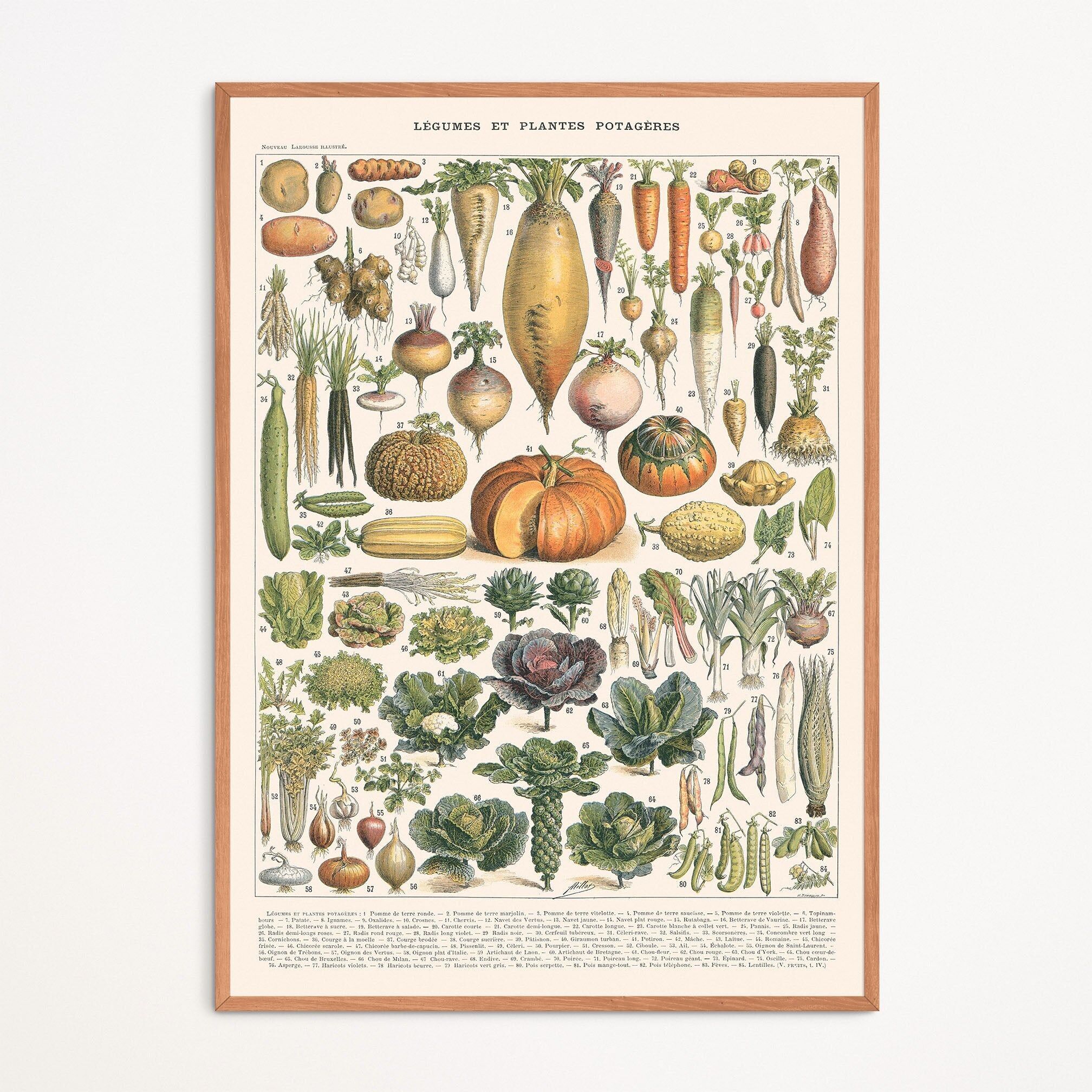 Poster: Ortaggi e piante da orto