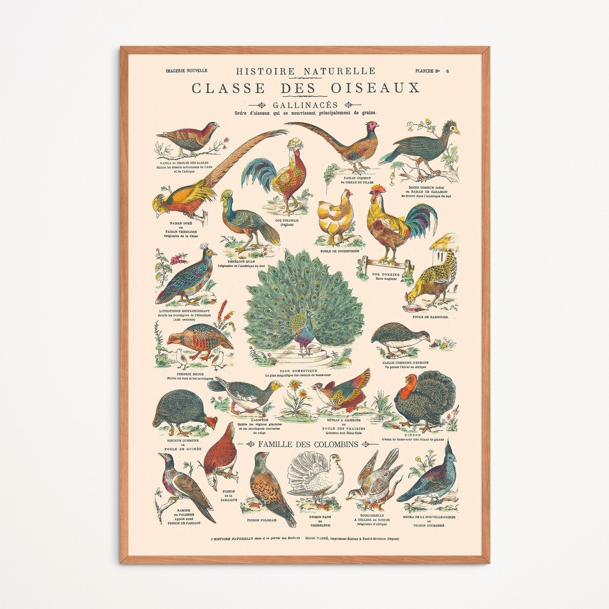 Poster: Uccelli, Gallinacee e Colombe - Pannello didattico