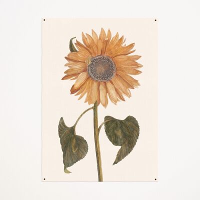 Lienzo: Girasol