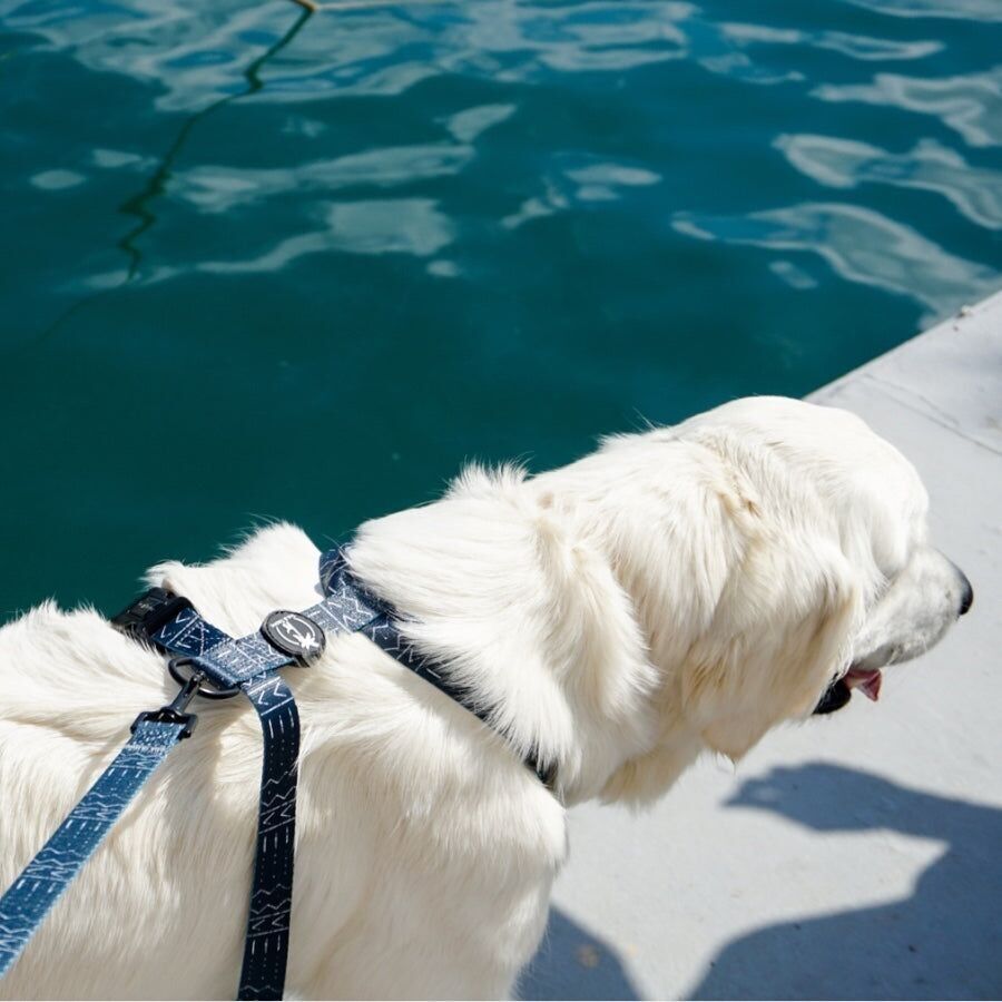 LUNA - Pettorina ad H regolabile per cani e gatti