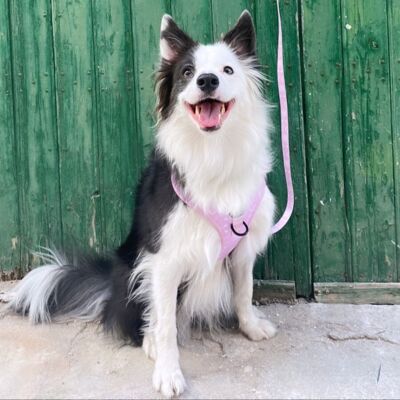 ONA - Pettorina Regolabile per Cani e Gatti