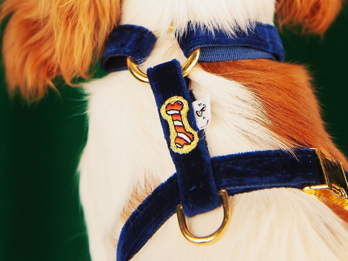 Pettorina Merry Blue