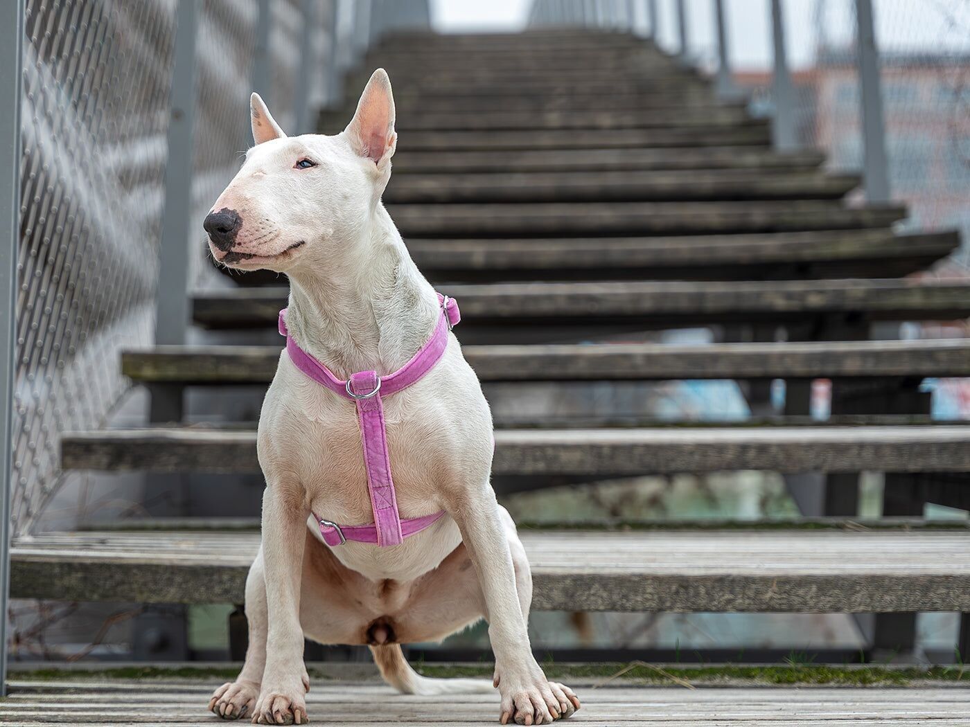 Bandana VENEZIA ROSA